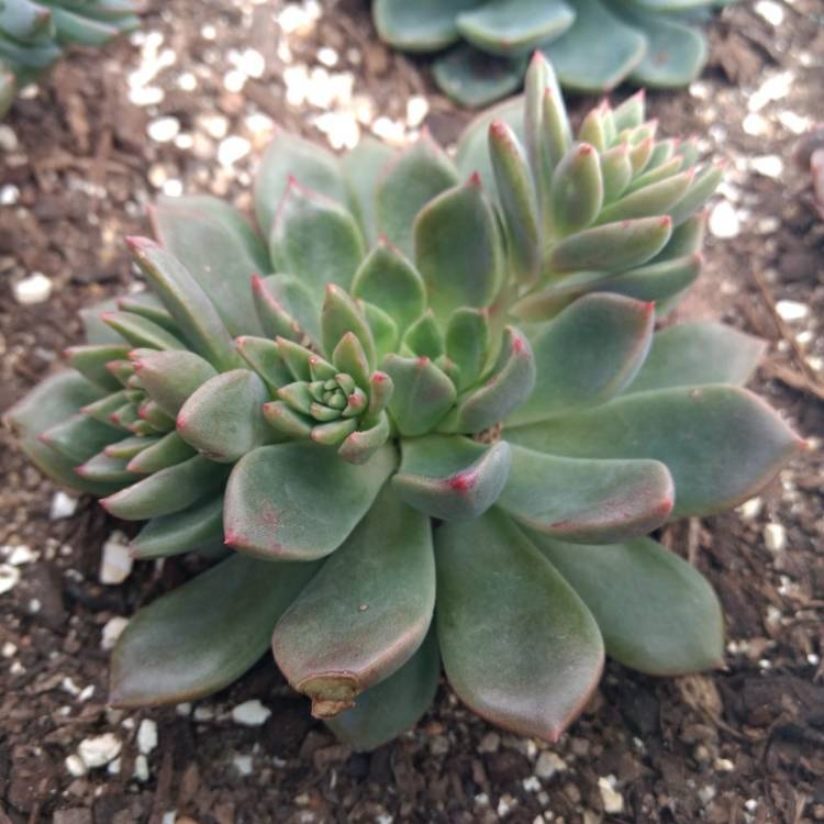 plant image 784157