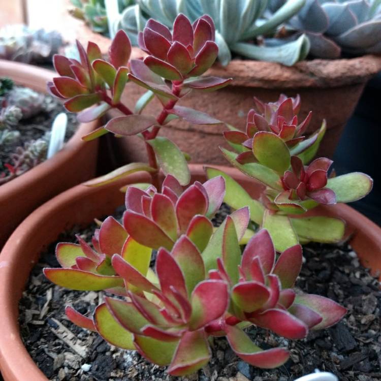 Plant image Crassula 'Red Tipped Butterfly Bush'