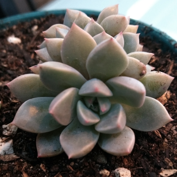 plant image 815047 plant image 815047