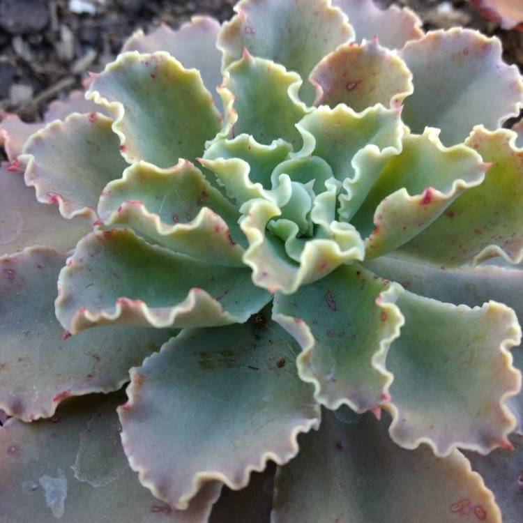 plant image 833110