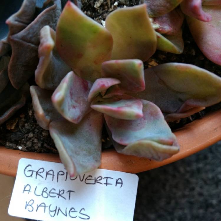Plant image xGraptoveria Albert Baynes