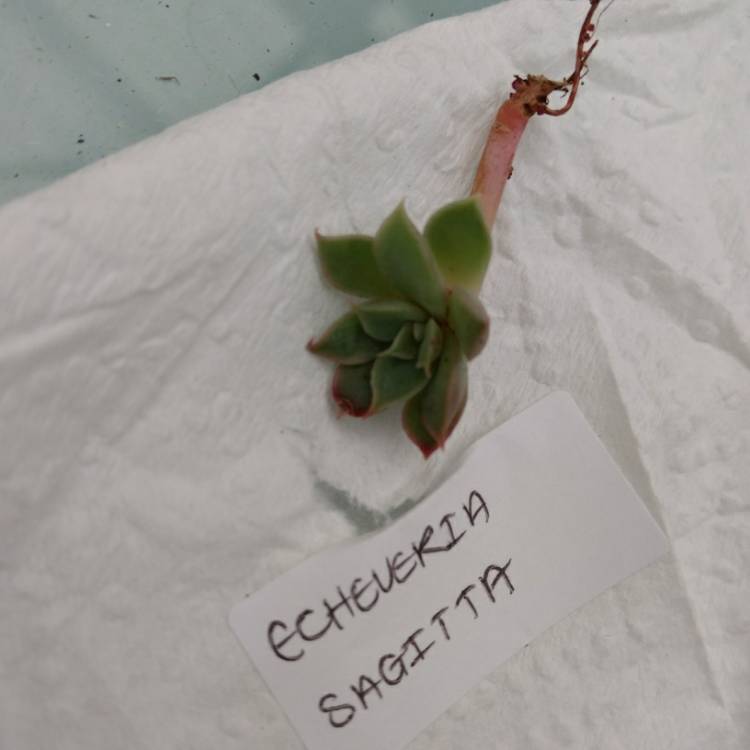 Plant image Echeveria Sagitta
