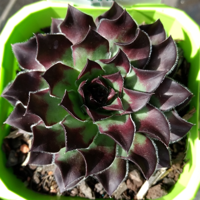 plant image 836033
