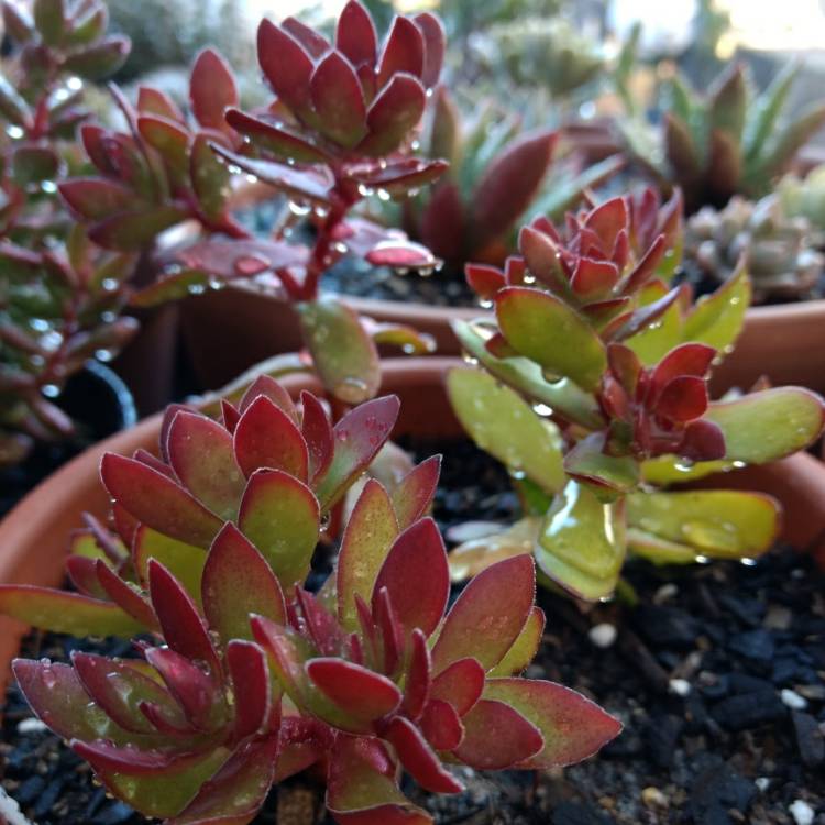 plant image 836870 plant image 836870