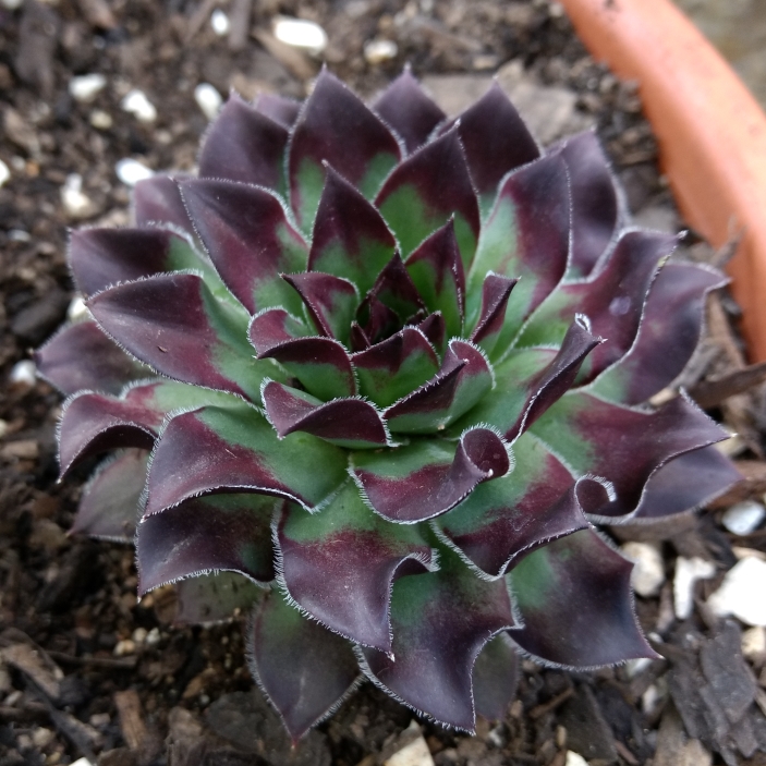 plant image 836907