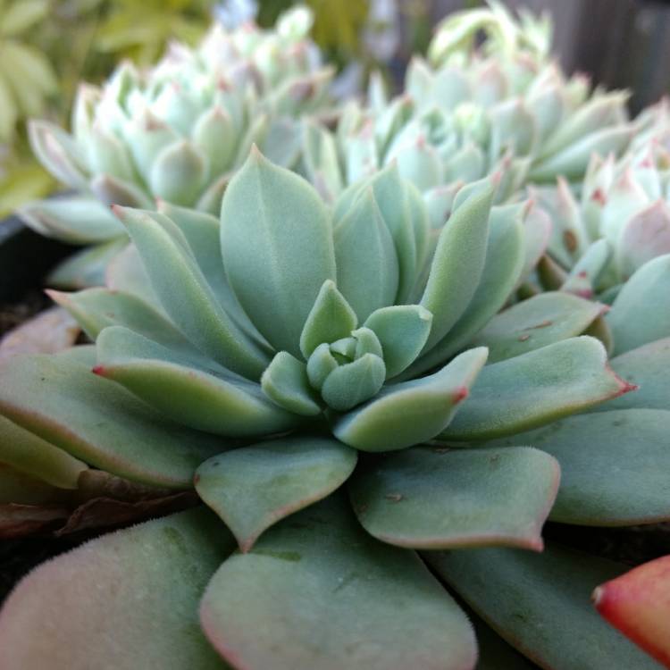 plant image 838121