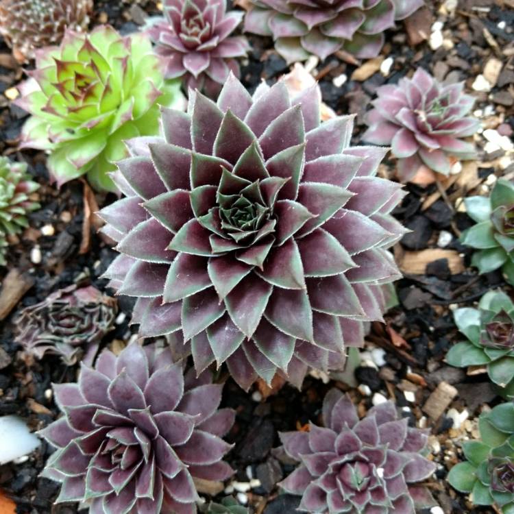 Plant image Sempervivum Slabber's Seedling
