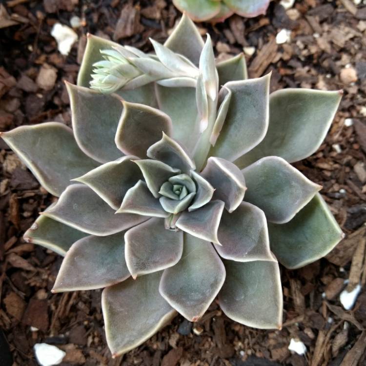 Plant image Echeveria Mensa
