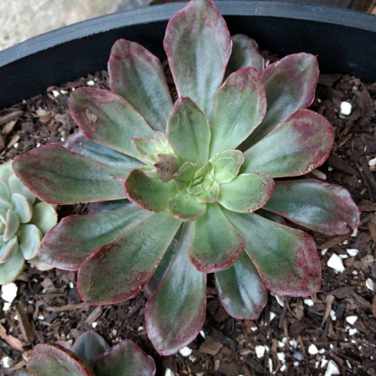 plant image 849231 plant image 849231