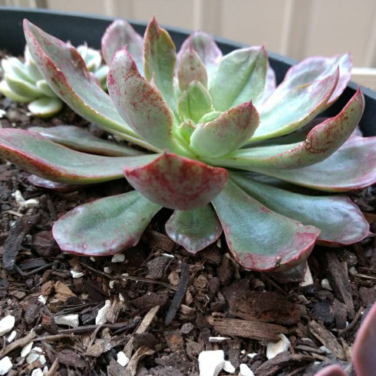 plant image 849660 plant image 849660