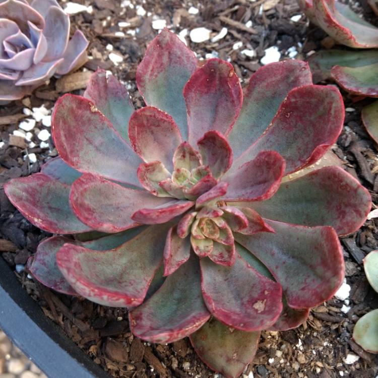 plant image 856104 plant image 856104