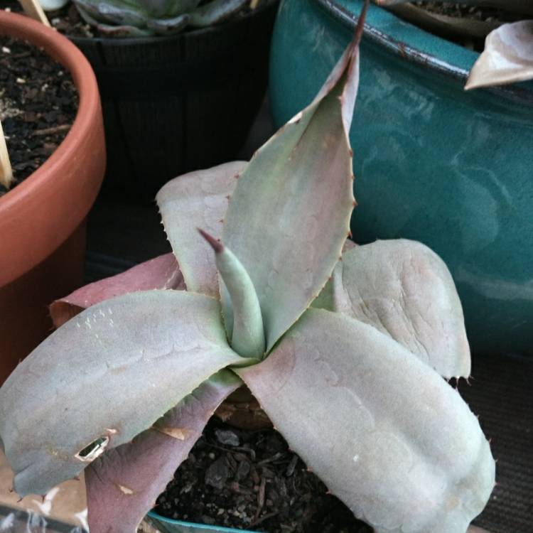 plant image 871015 plant image 871015