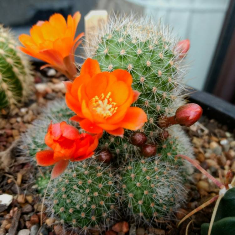 Plant image Rebutia pulvinosa