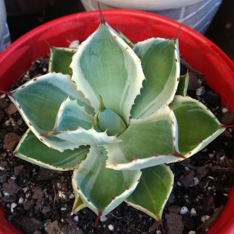 Plant image Agave 'Kissho Kan'