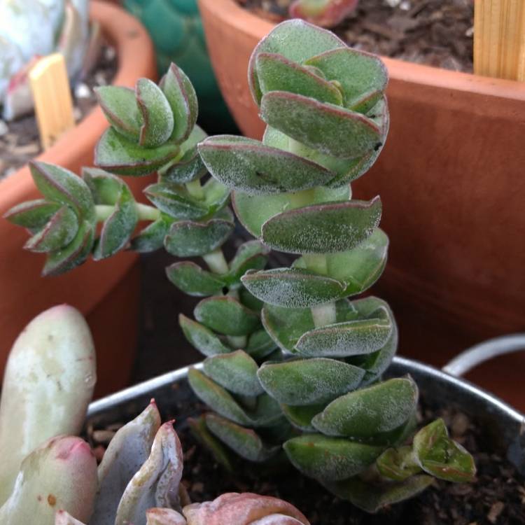 Plant image Crassula Jade Tower
