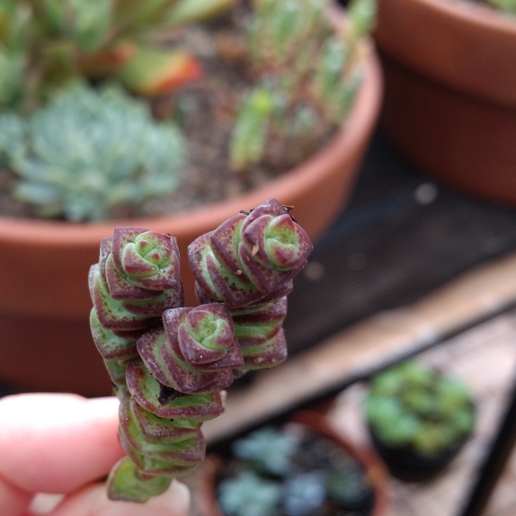 Plant image Crassula Perforata ssp. Kougaensis