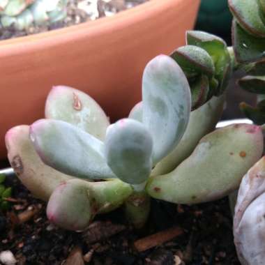 Pachyphytum Blue Haze