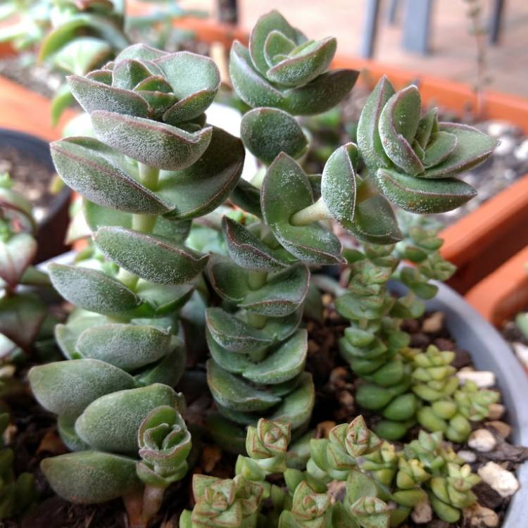 Plant image Crassula Jade Tower