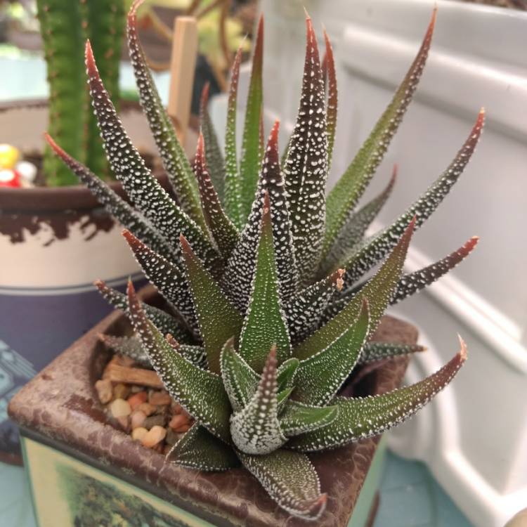 Plant image Haworthiopsis attenuata var. radula syn. Haworthia attenuata var. radula, Haworthia radula