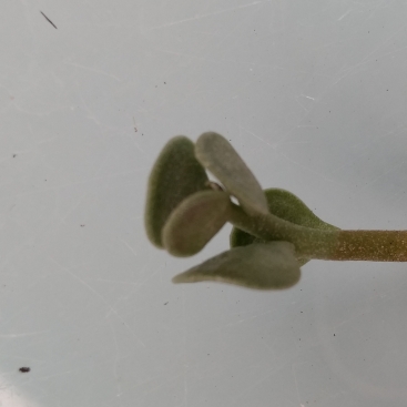 plant image 926315