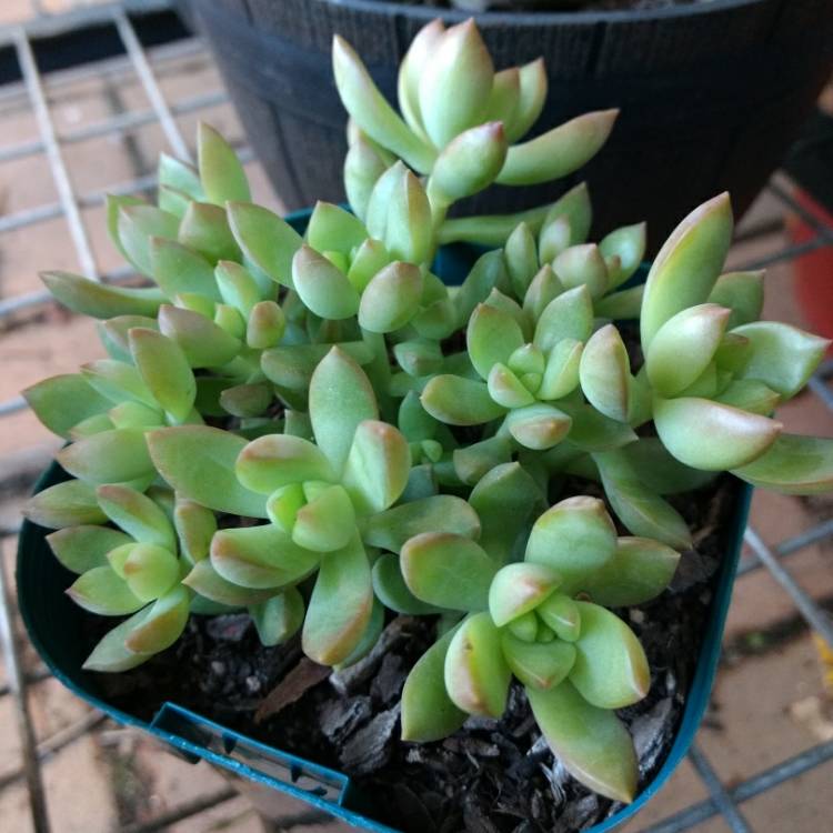 Plant image xSedeveria Golden Goddess