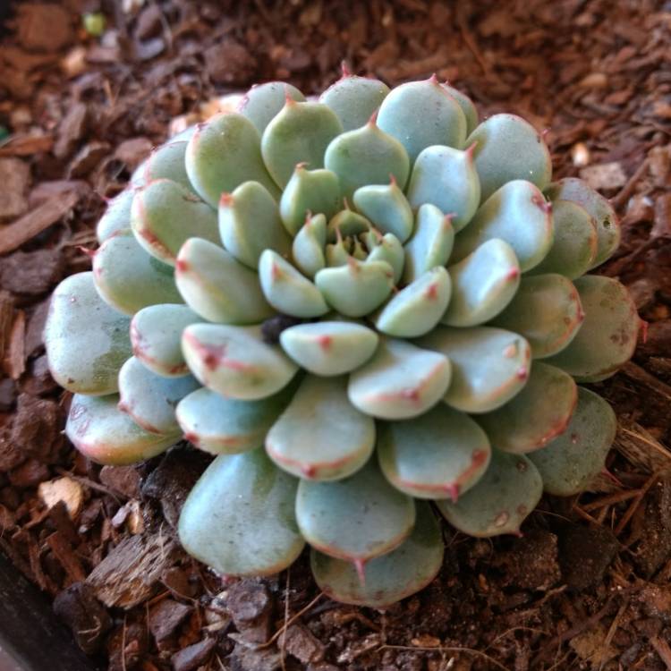 Plant image Echeveria Minima White Form