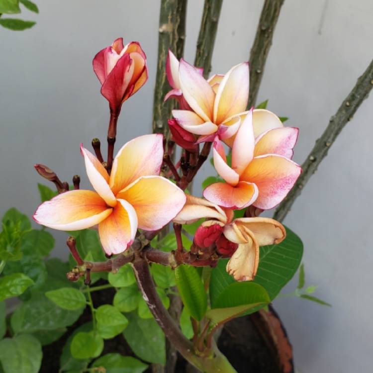 Plant image Plumeria rubra 'Sorbet Ripple'