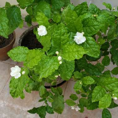 Jasminum sambac