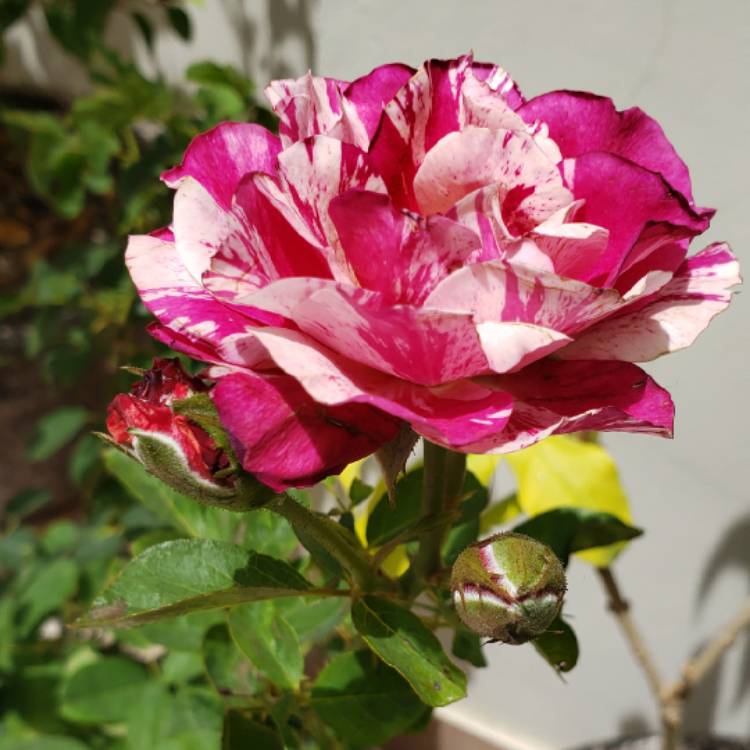 plant image 1287769