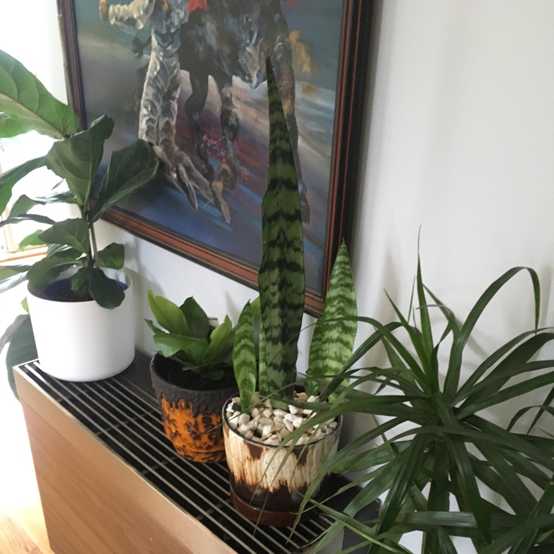 Fiddle Leaf Fig