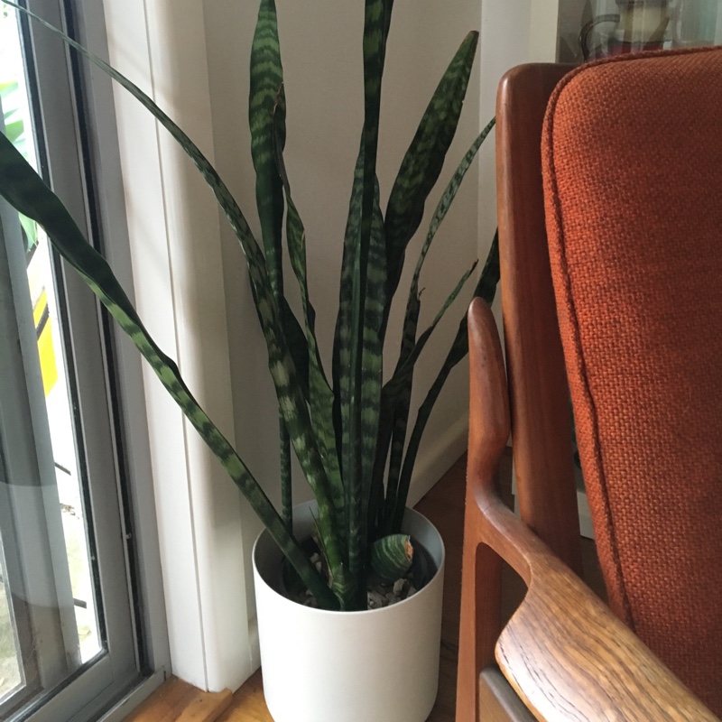 plant image 158403