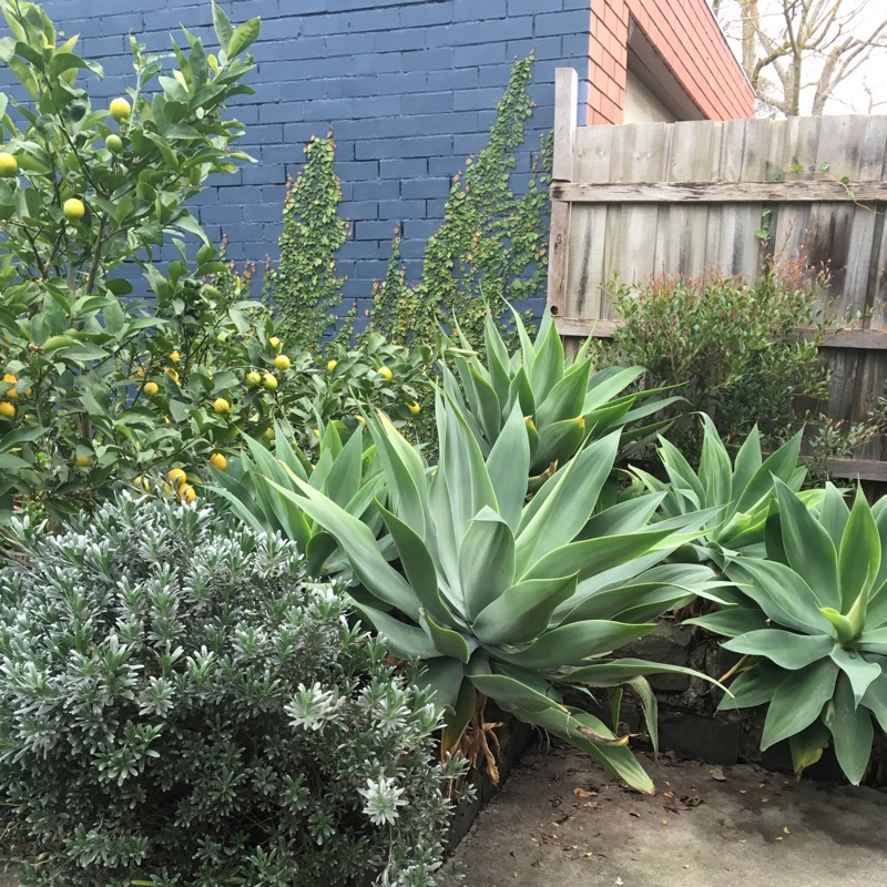 Meighan's garden