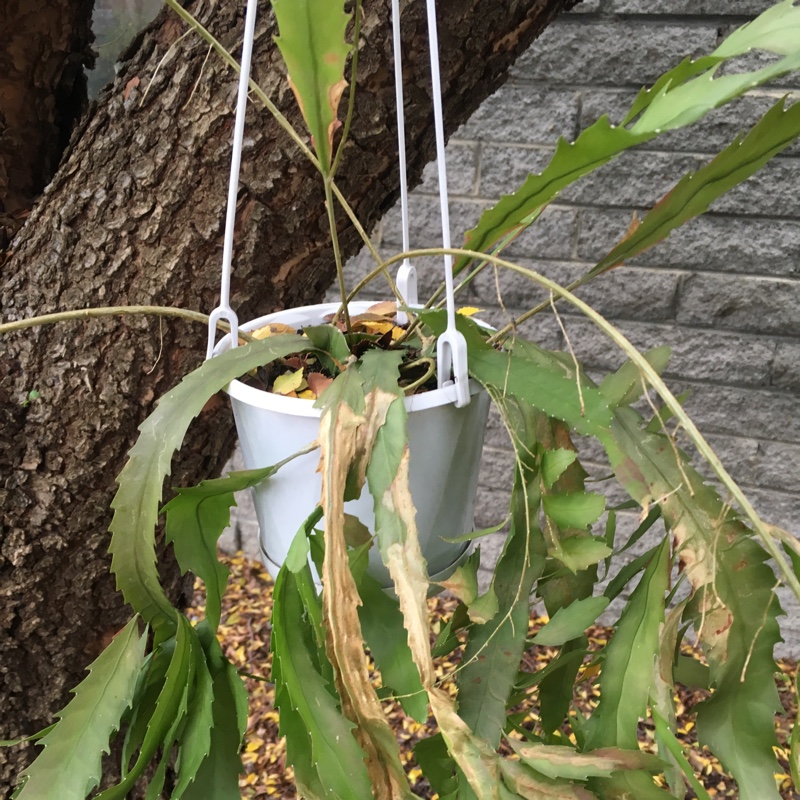 Meighan's garden