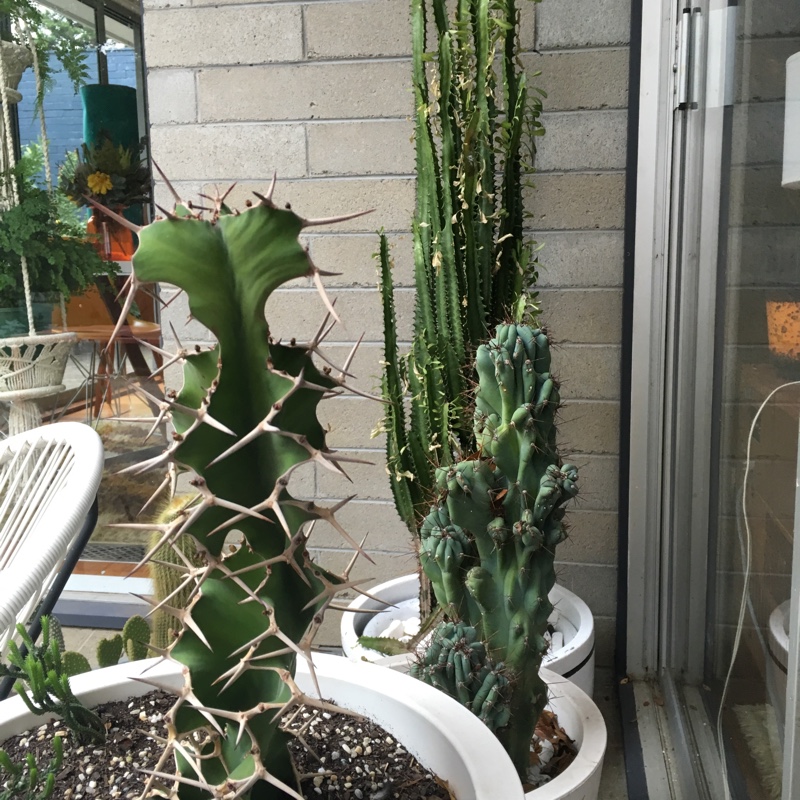Meighan's garden