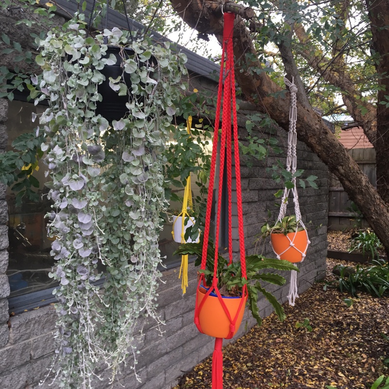 Meighan's garden