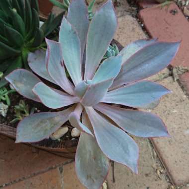Echeveria 'Afterglow'