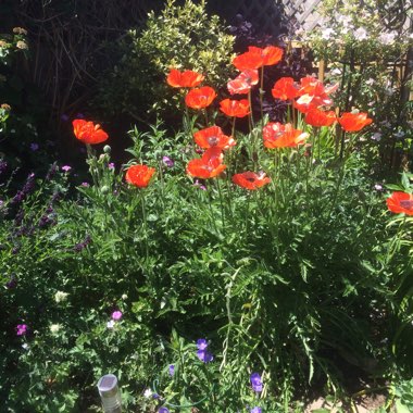Mary's garden