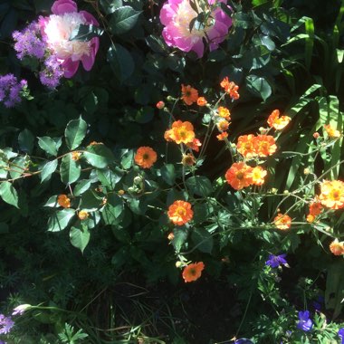 Mary's garden