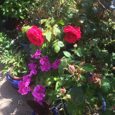 Mary's garden