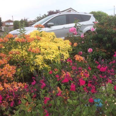 Mary's garden