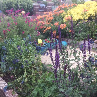 Mary's garden