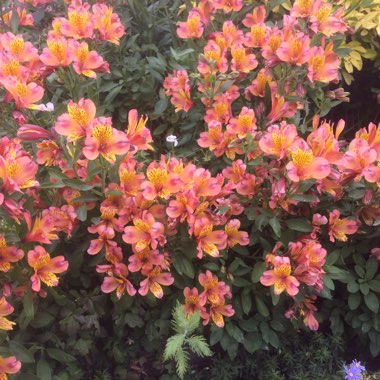 Mary's garden