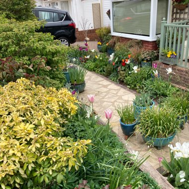 Mary's garden