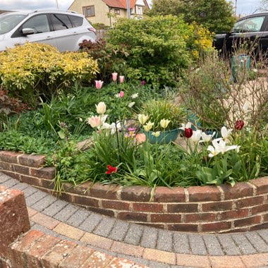 Mary's garden
