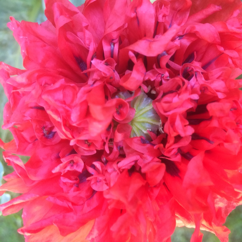 Plant image Papaver somniferum 'Double Lilac'