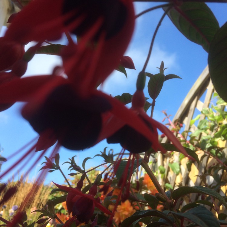 Plant image Fuchsia 'Lady Boothby'
