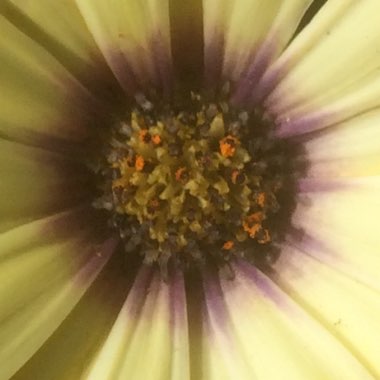 Osteospermum 'Astra Yellow' (Astra Series)