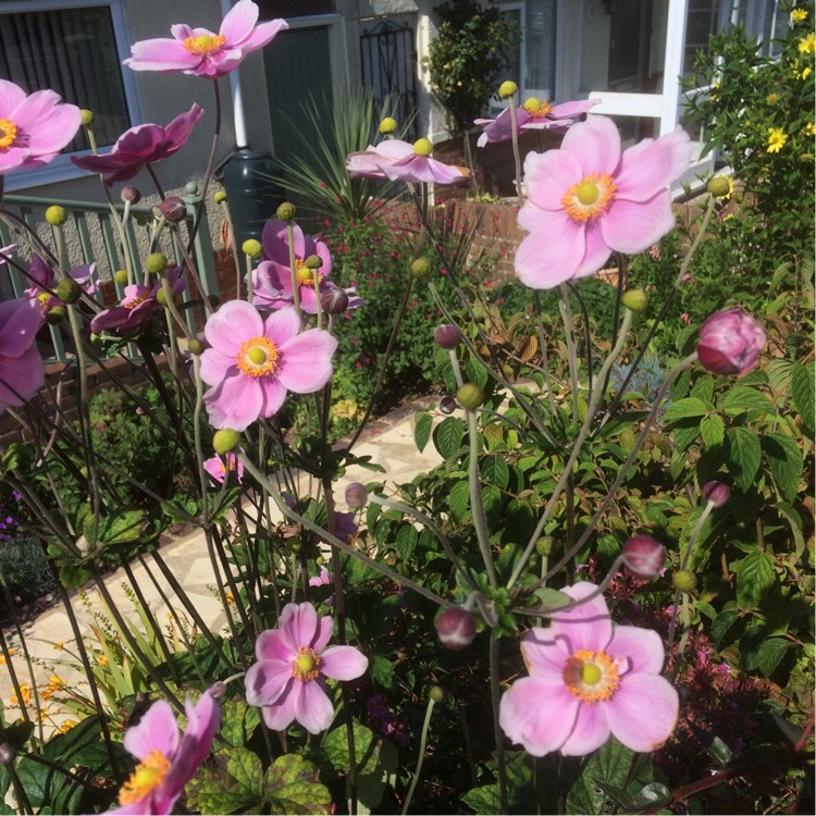 Plant image Anemone x hybrida 'Pocahontas' (Fantasy Series)