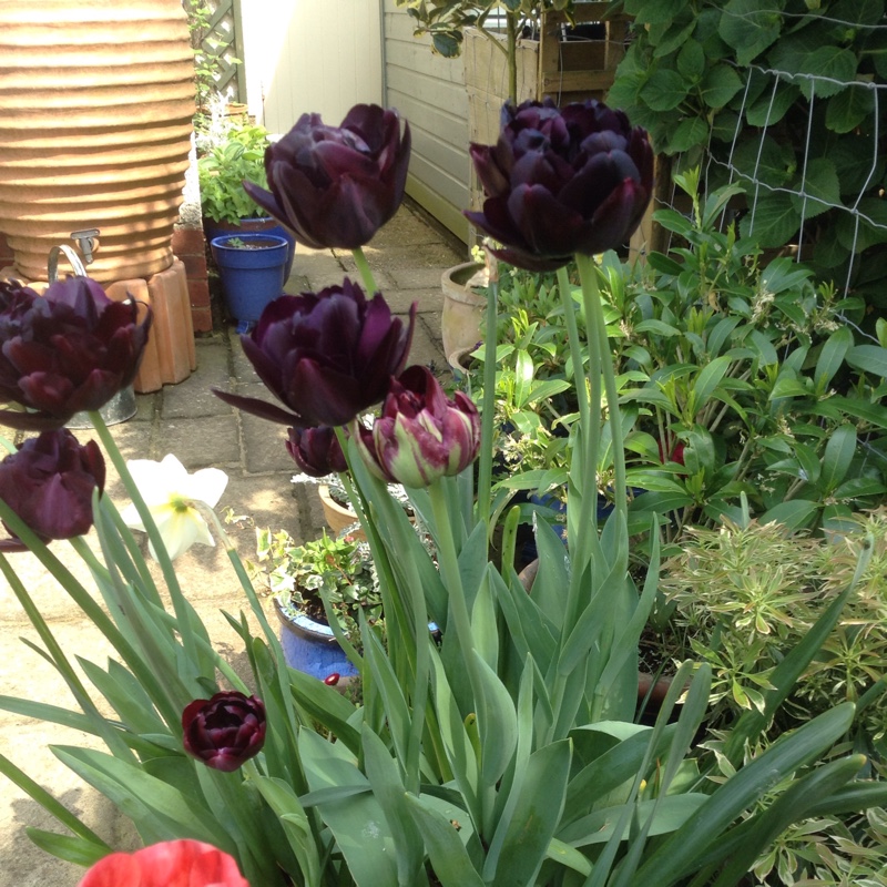 Plant image Tulipa 'Cartouche'