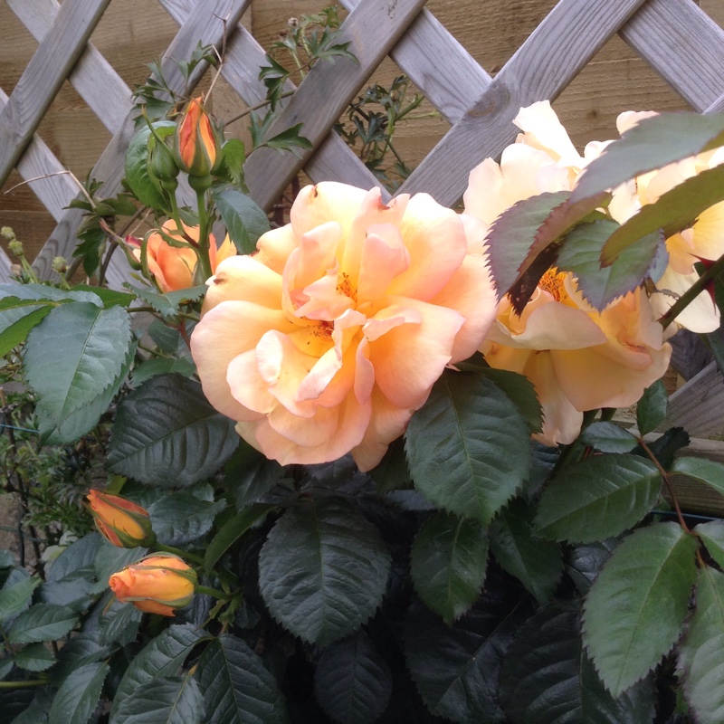 Plant image Rosa 'Maigold'